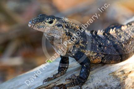 Iguana in the Manuel Antonio National Park in Puntarenas province, Costa Rica.