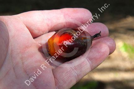 Newly havested oil palm fruit on a plantation near Caldera, Costa Rica.