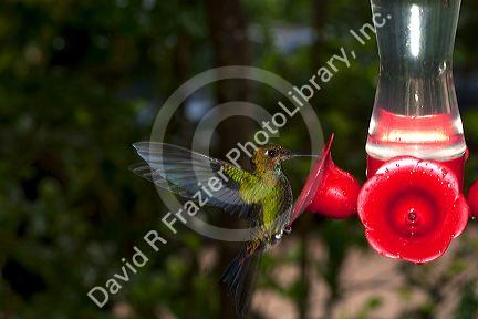 Humingbird at feeder in the Cloud Forest of Monteverde, Costa Rica.