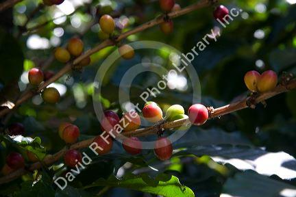 Coffee berries grow on a coffea arabica plantation in San Rafael de Heredia, Costa Rica.