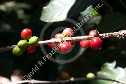 Coffee berries grow on a coffea arabica plantation in San Rafael de Heredia, Costa Rica.
