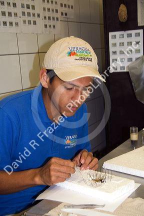 Entomologist drying insect specimens at the Veragua Rainforest Research and Adventure Park near Limon, Costa Rica.