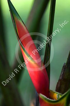 Heliconia flowering plant in the Arenal Volcano National Park near La Fortuna, San Carlos, Costa Rica.