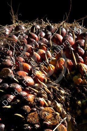 Newly havested oil palm fruit on a plantation near Caldera, Costa Rica.