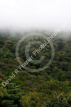 Mist hanging over the Monteverde Cloud Forest Preserve at Monteverde, Costa Rica.