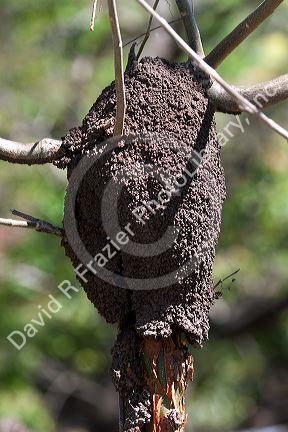 An arboreal termite nest in Costa Rica.