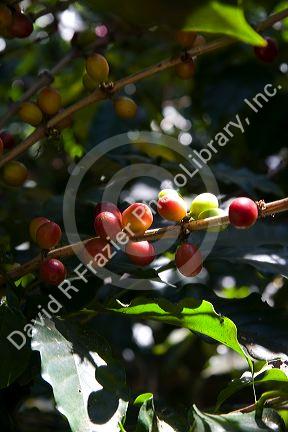Coffee berries grow on a coffea arabica plantation in San Rafael de Heredia, Costa Rica.