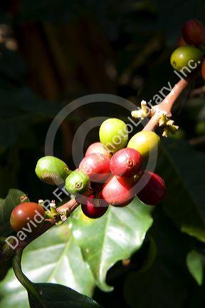 Coffee berries grow on a coffea arabica plantation in San Rafael de Heredia, Costa Rica.
