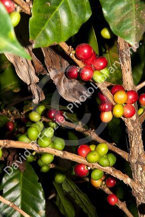 Coffee berries grow on a coffea arabica plantation in San Rafael de Heredia, Costa Rica.
