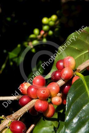 Coffee berries grow on a coffea arabica plantation in San Rafael de Heredia, Costa Rica.