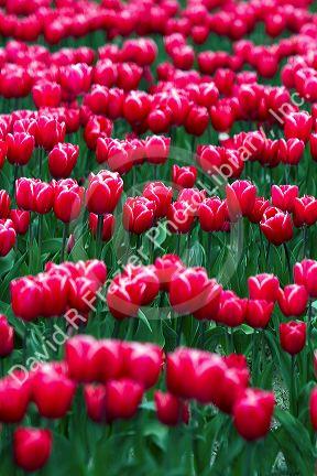 Show garden of spring-flowering tulip bulbs in Skagit Valley, Washington, USA.