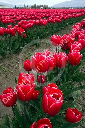 Show garden of spring-flowering tulip bulbs in Skagit Valley, Washington, USA.