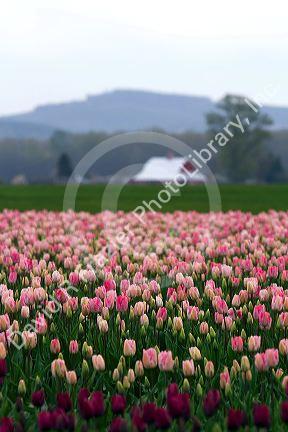 Show garden of spring-flowering tulip bulbs in Skagit Valley, Washington, USA.