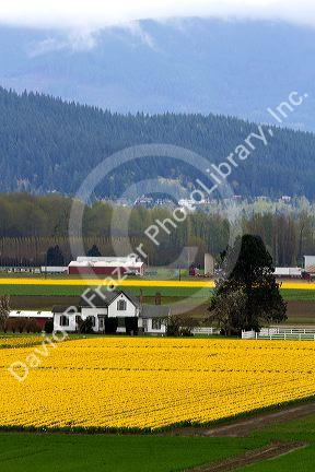 Show garden of spring-flowering daffodil bulbs in Skagit Valley, Washington, USA.