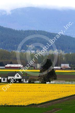 Show garden of spring-flowering daffodil bulbs in Skagit Valley, Washington, USA.