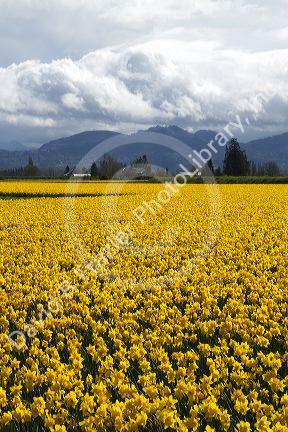 Show garden of spring-flowering daffodil bulbs in Skagit Valley, Washington, USA.