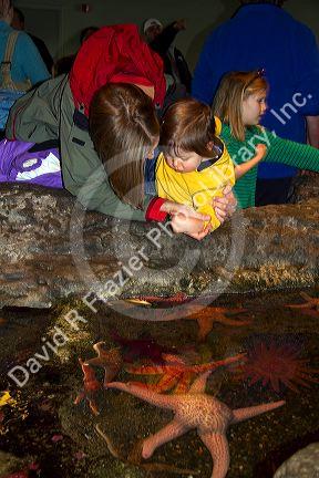 Children view starfish in the Touch Pool at the Seattle Aquarium located on Pier 59 in Seattle, Washington, USA.