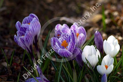 Crocus flowers blooming in spring.