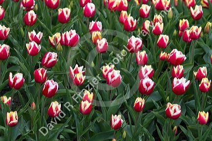 Show garden of spring-flowering tulip bulbs in Skagit Valley, Washington, USA.
