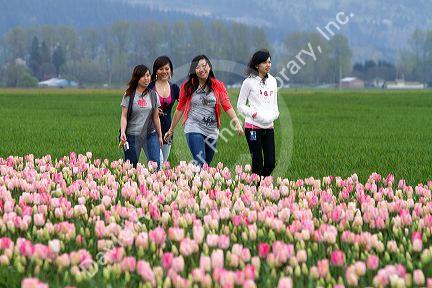 Show garden of spring-flowering tulip bulbs in Skagit Valley, Washington, USA.