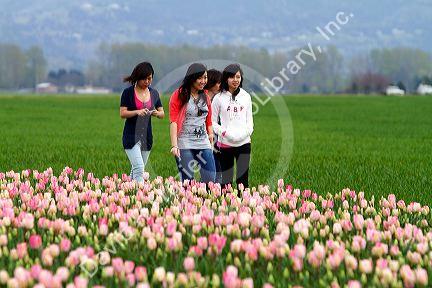 Show garden of spring-flowering tulip bulbs in Skagit Valley, Washington, USA.