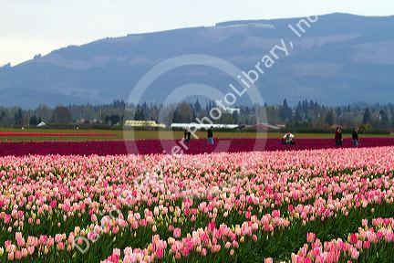 Show garden of spring-flowering tulip bulbs in Skagit Valley, Washington, USA.