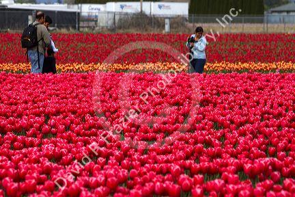 Show garden of spring-flowering tulip bulbs in Skagit Valley, Washington, USA.