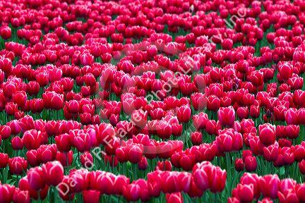 Show garden of spring-flowering tulip bulbs in Skagit Valley, Washington, USA.