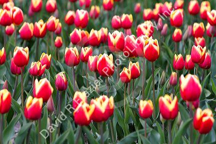 Show garden of spring-flowering tulip bulbs in Skagit Valley, Washington, USA.