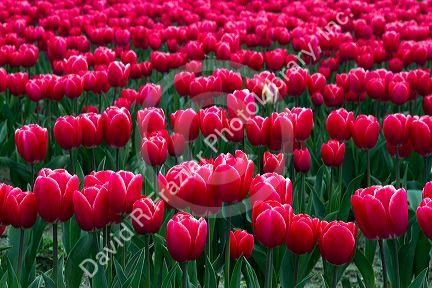 Show garden of spring-flowering tulip bulbs in Skagit Valley, Washington, USA.