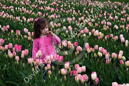 Young girl standing in a show garden of spring-flowering tulip bulbs in Skagit Valley, Washington, USA.
