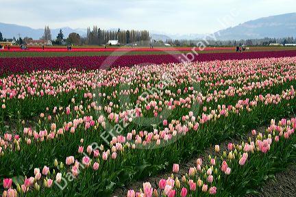Show garden of spring-flowering tulip bulbs in Skagit Valley, Washington, USA.