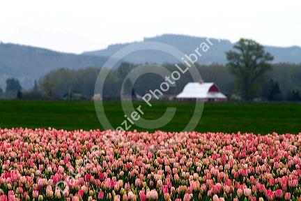 Show garden of spring-flowering tulip bulbs in Skagit Valley, Washington, USA.