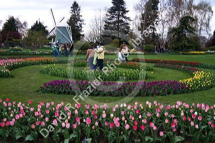 Show garden of spring-flowering tulip bulbs in Skagit Valley, Washington, USA.