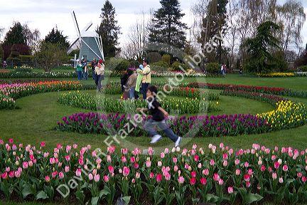 Show garden of spring-flowering tulip bulbs in Skagit Valley, Washington, USA.