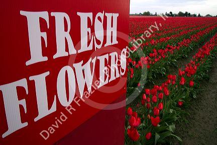 Produce stand sign and show garden of spring-flowering tulip bulbs in Skagit Valley, Washington, USA.