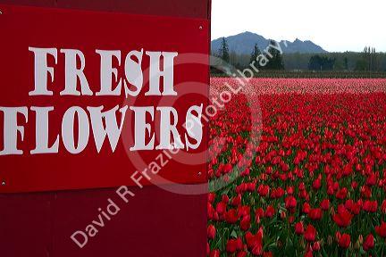Produce stand sign and show garden of spring-flowering tulip bulbs in Skagit Valley, Washington, USA.