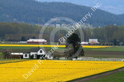 Show garden of spring-flowering daffodil bulbs in Skagit Valley, Washington, USA.