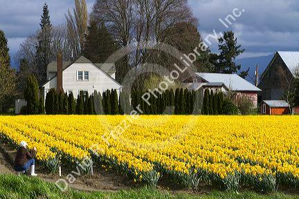 Show garden of spring-flowering daffodil bulbs in Skagit Valley, Washington, USA.