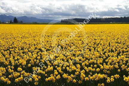 Show garden of spring-flowering daffodil bulbs in Skagit Valley, Washington, USA.