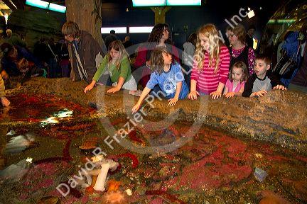 Children view starfish in the Touch Pool at the Seattle Aquarium located on Pier 59 in Seattle, Washington, USA.