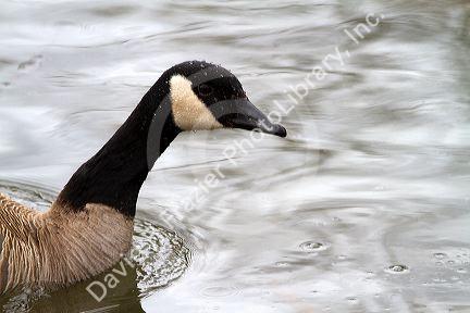 Canada goose in the Boise River, Boise, Idaho, USA.
