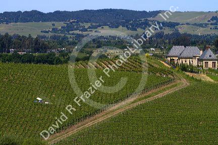 Winery and vineyard in Sonoma Valley, California, USA.
