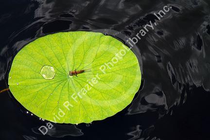 Water lily pad in Florida.