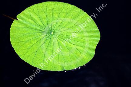 Water lily pad in Florida.