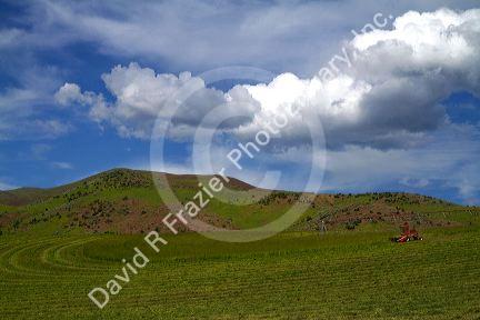 Swather harvesting hay near Horseshoe Bend, Idaho, USA.