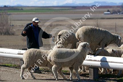 Sheep being moved to lambing areas in Canyon County, Idaho, USA.