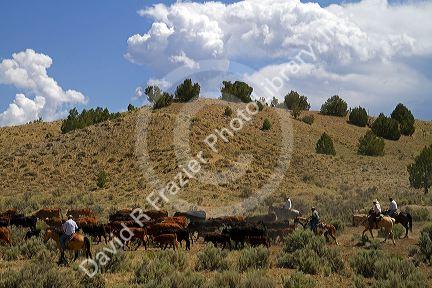 Cowboys on a cattle drive in the desert near Cuba, New Mexico, USA.