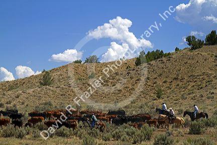 Cowboys on a cattle drive in the desert near Cuba, New Mexico, USA.