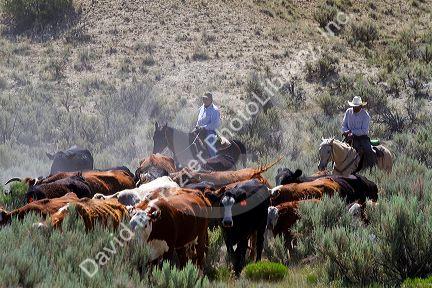 Cowboys on a cattle drive in the desert near Cuba, New Mexico, USA.